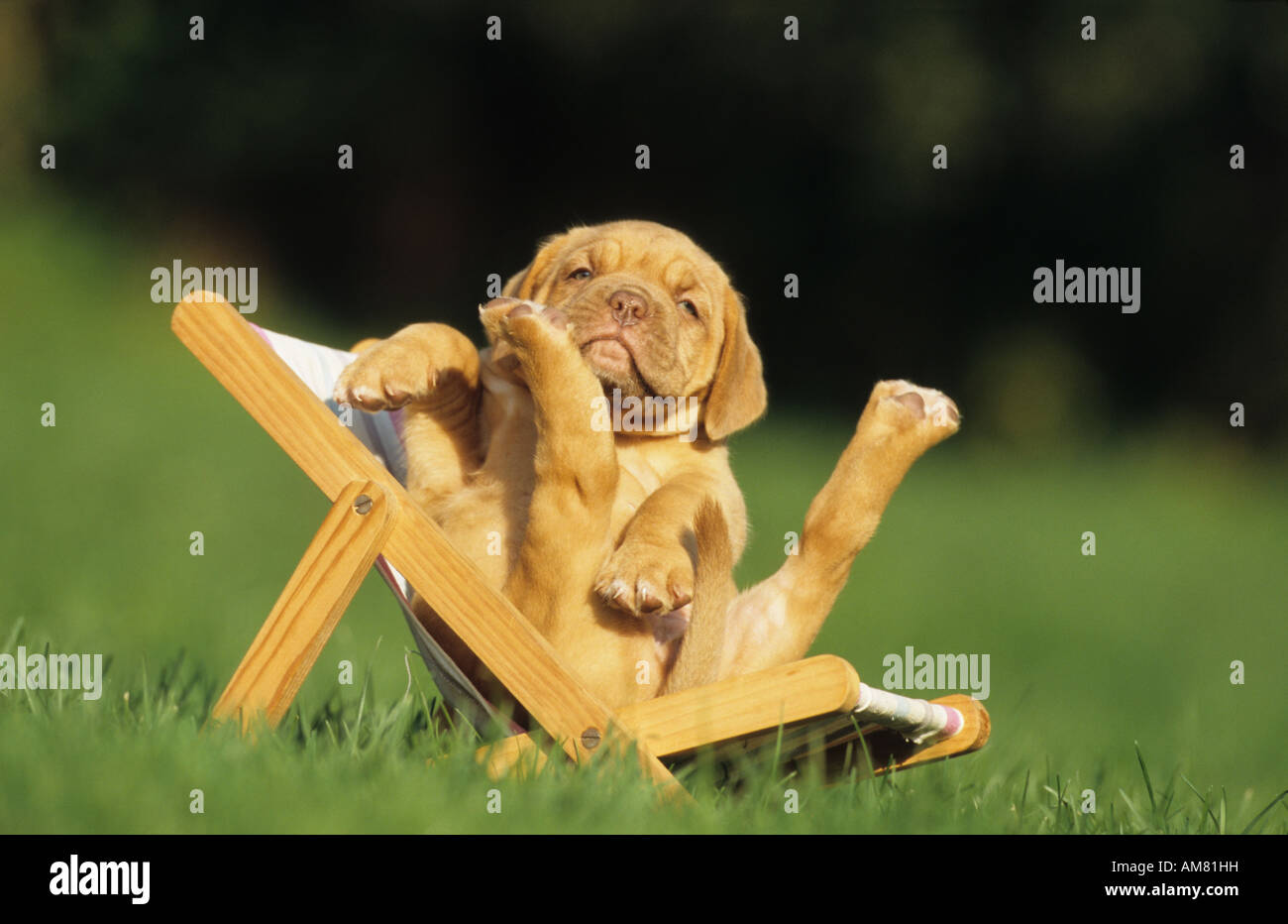 Bordeaux Mastiff (Canis lupus familiaris), cucciolo seduto sul giocattolo di sedia a sdraio Foto Stock