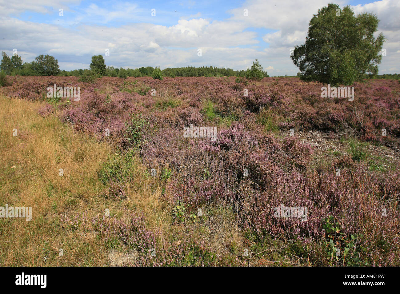Drover Heide vicino a Dueren, fioritura Calluna (Calluna vulgaris), Nord Reno-Westfalia, Germania Foto Stock