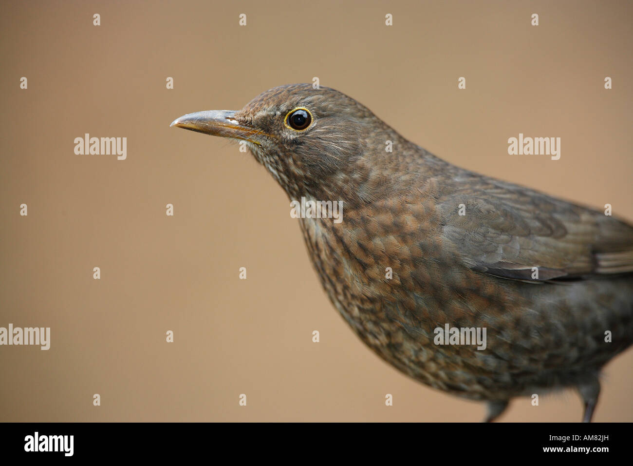 Merlo femmina, Turdus merula Foto Stock