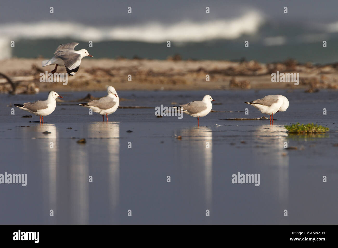 Hartlaub's gabbiani (Larus hartlaubii) Foto Stock