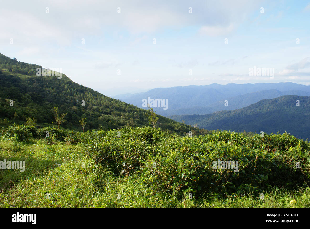 Il luogo è Ponmudi in Kerala, India Foto Stock