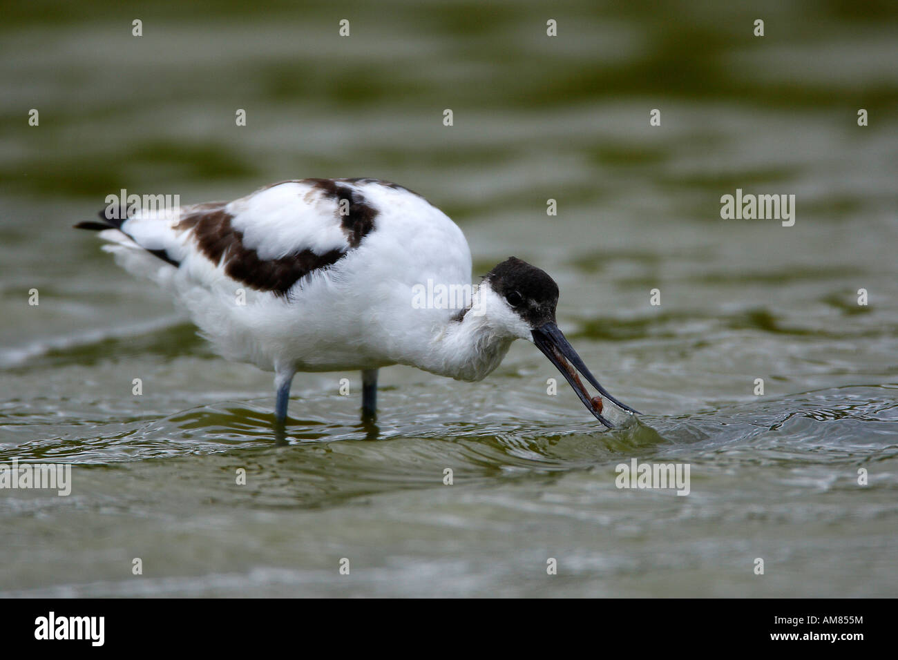 Pied avocet (Recurvirostra avosetta) Foto Stock