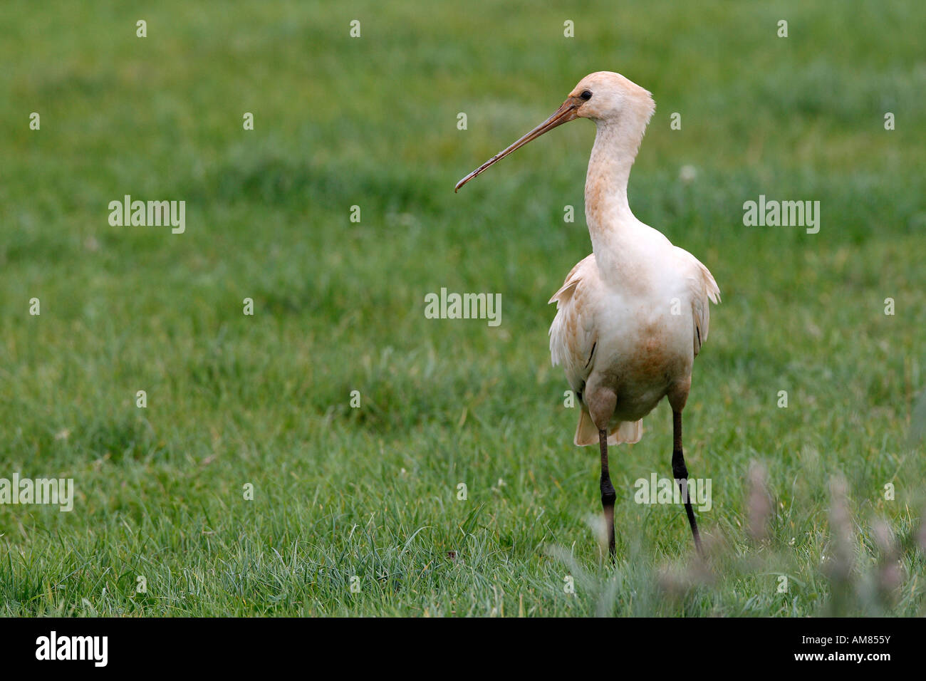 Giovane Spatola eurasiatica [Platalea leucorodia] Foto Stock