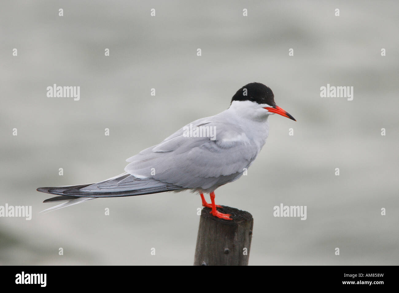 Tern comune (Sterna hirundo) Foto Stock