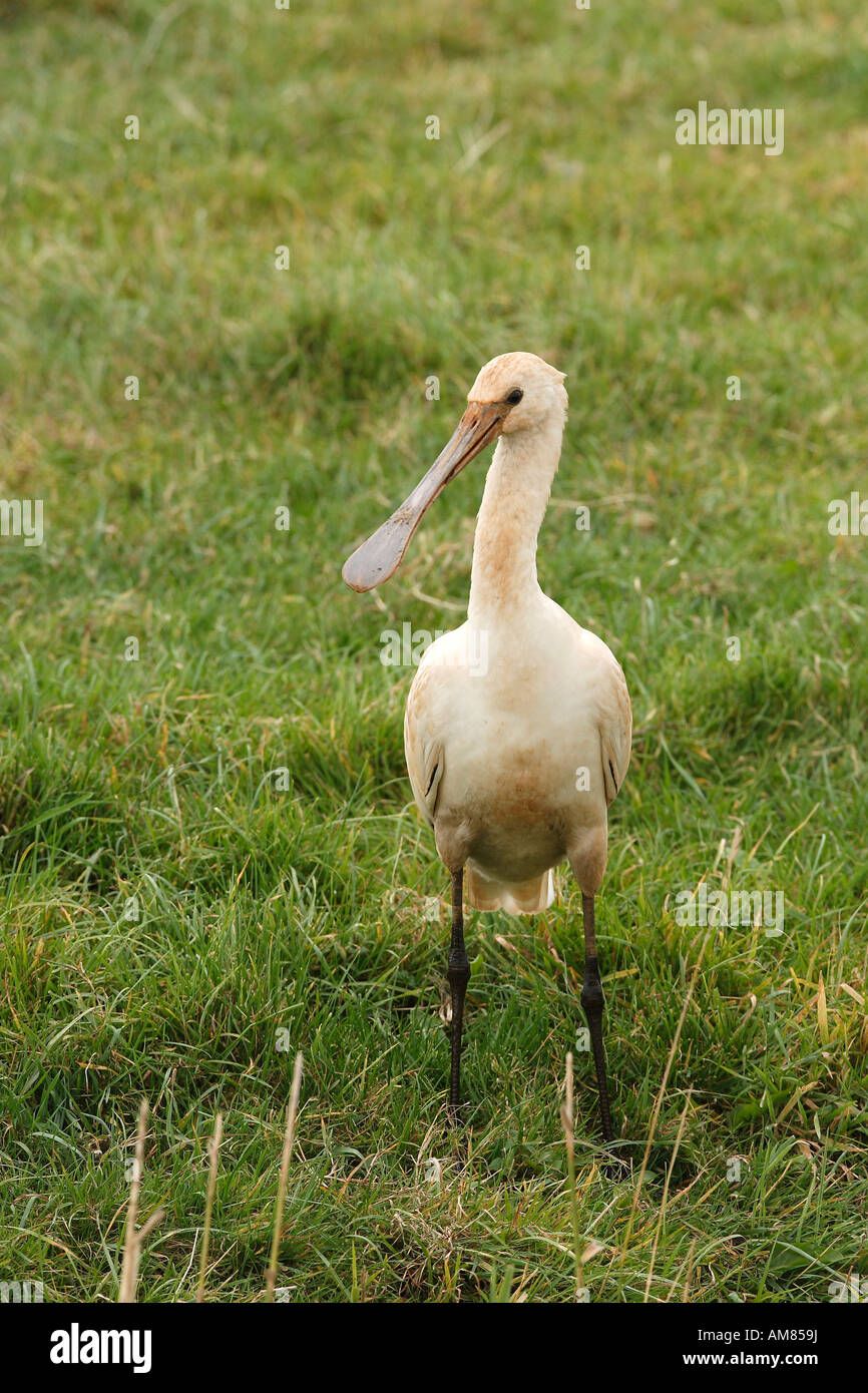 Giovani Eurasian Spatola (Platalea leucorodia) Foto Stock