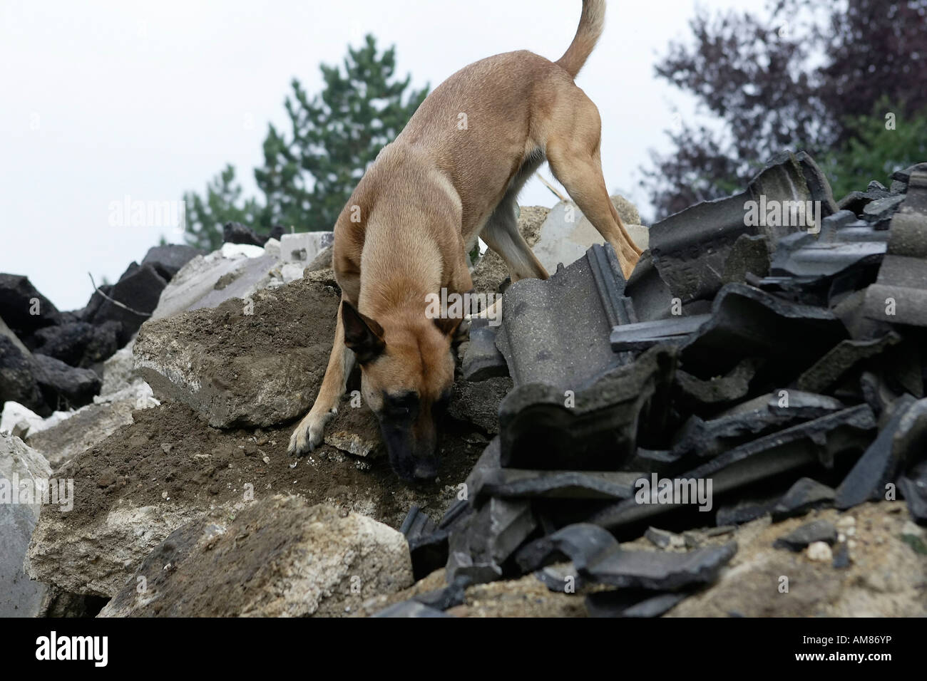 Operazioni di ricerca e salvataggio cane su un cumulo di macerie, Diepeschrather Weg, Bergisch Gladbach, Nord Reno-Westfalia, Germania Foto Stock