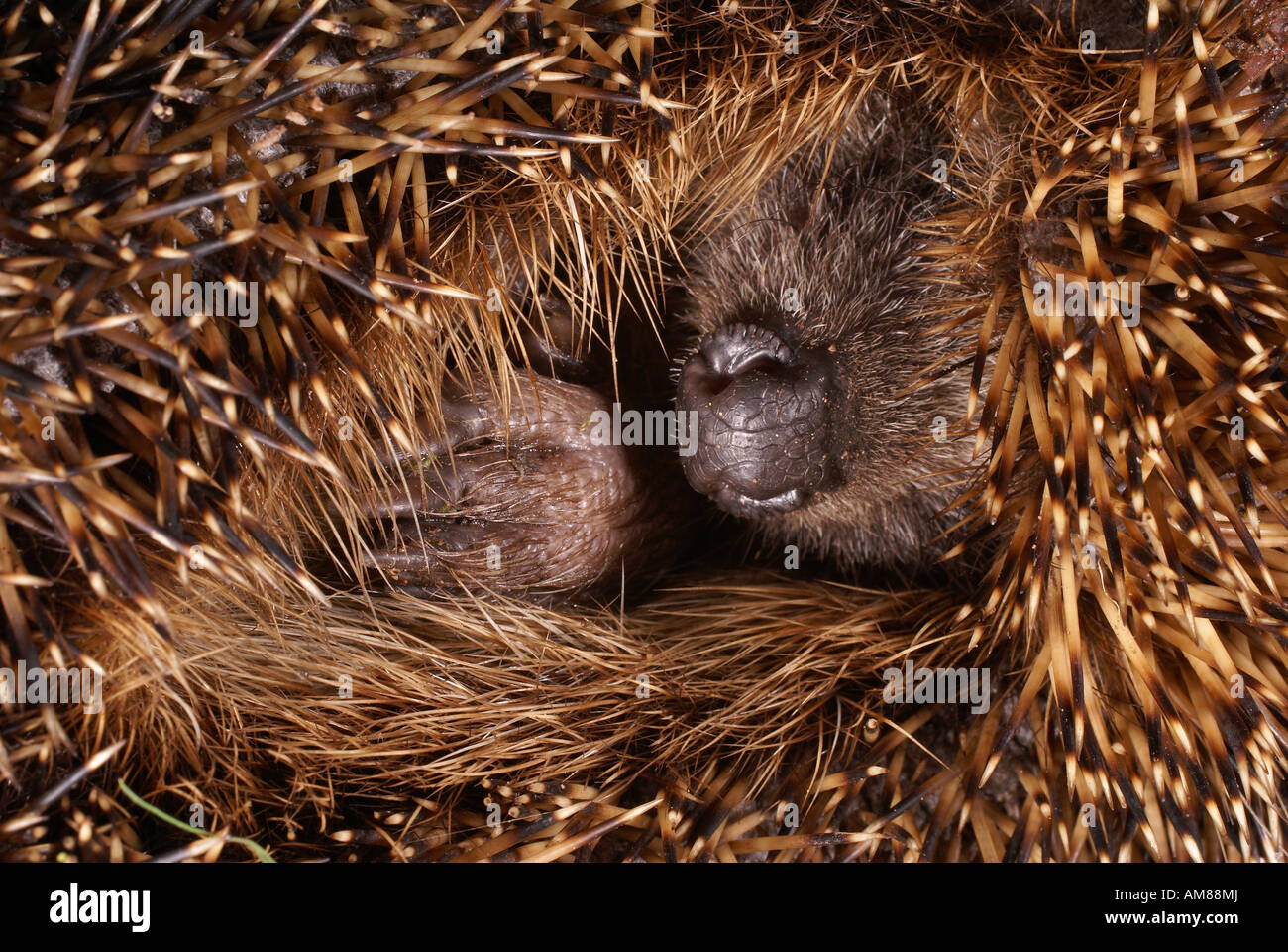 Riccio (Erinaceus europaeus) Foto Stock