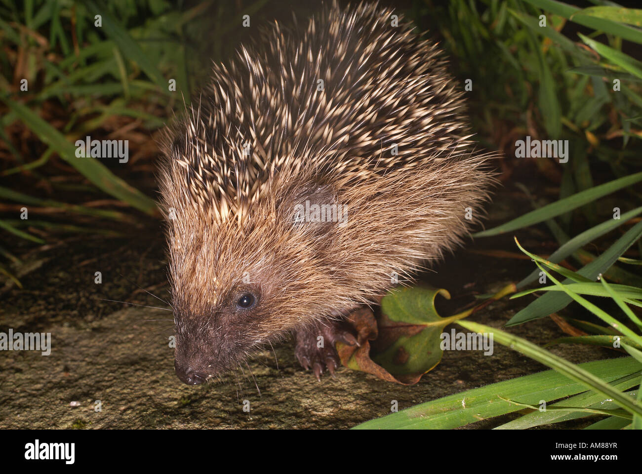 Riccio (Erinaceus europaeus) Foto Stock