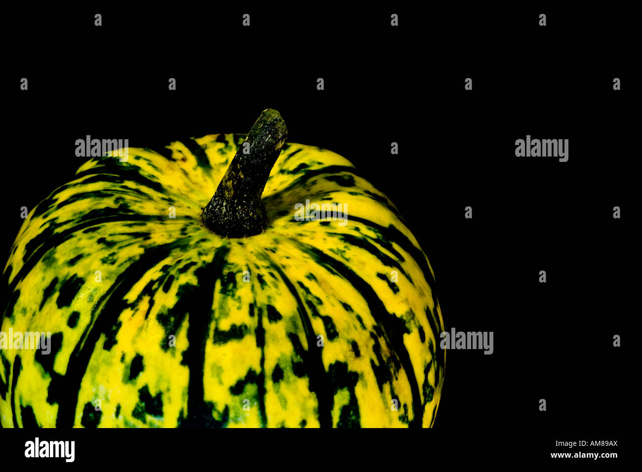 Il Giallo e il verde Arlecchino Squash su sfondo nero Foto Stock