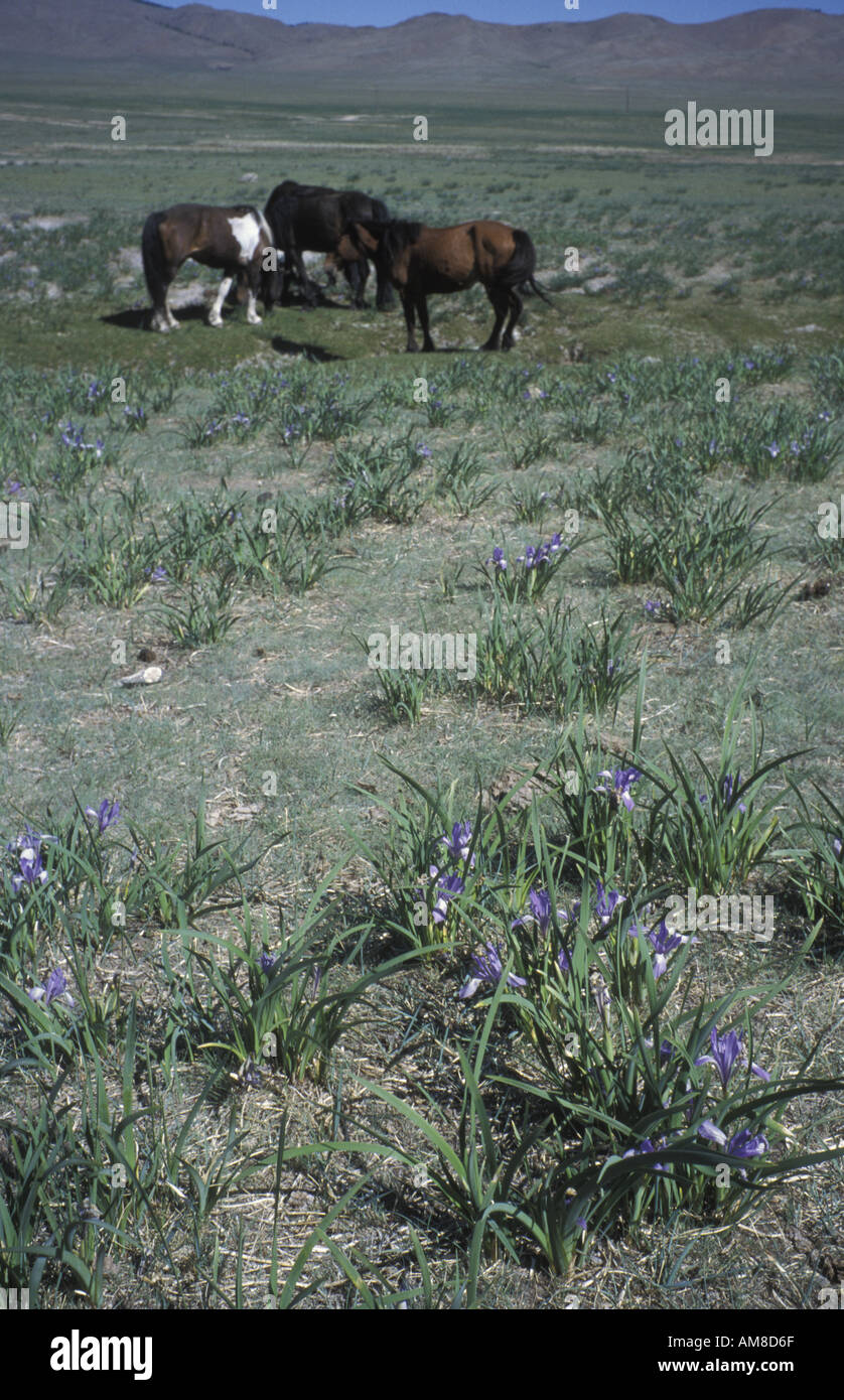 Cavalli selvaggi e fiori selvatici sulla steppa mongola Foto Stock
