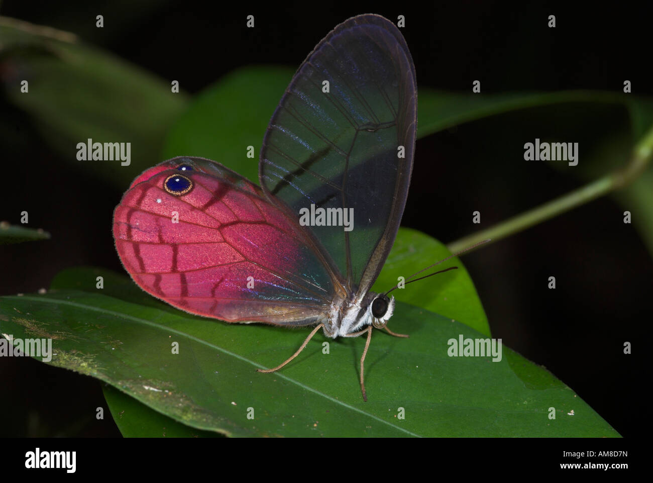 Anta vetro Butterfly Cithaerias merolinaIquitos Perù Foto Stock