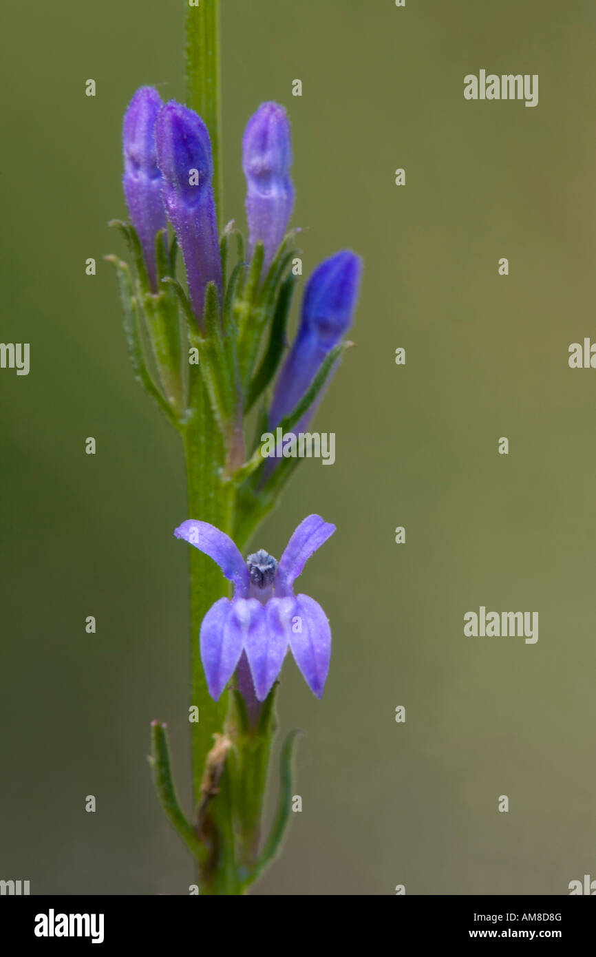 Heath lobelia Lobelia urens Andrew s legno riserva naturale Devon Foto Stock