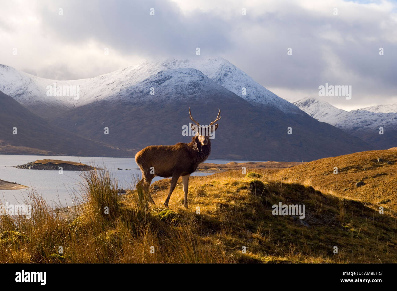 Red Deer stag in piedi di fronte a montagne di Glen Garry nel West Highlands della Scozia Foto Stock