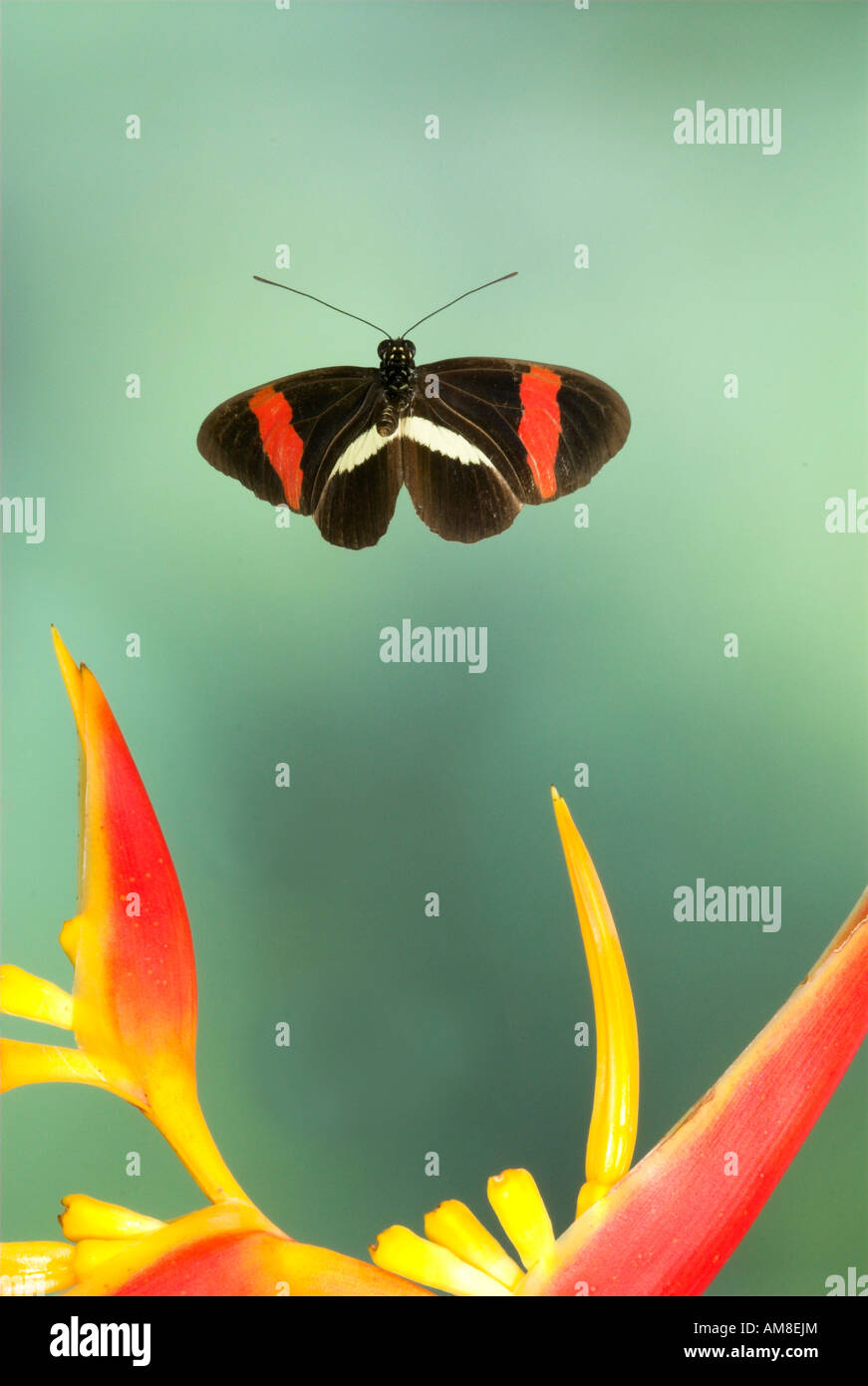 Portalettere Butterfly Heliconius melpomene : in volo Costa Rica Foto Stock