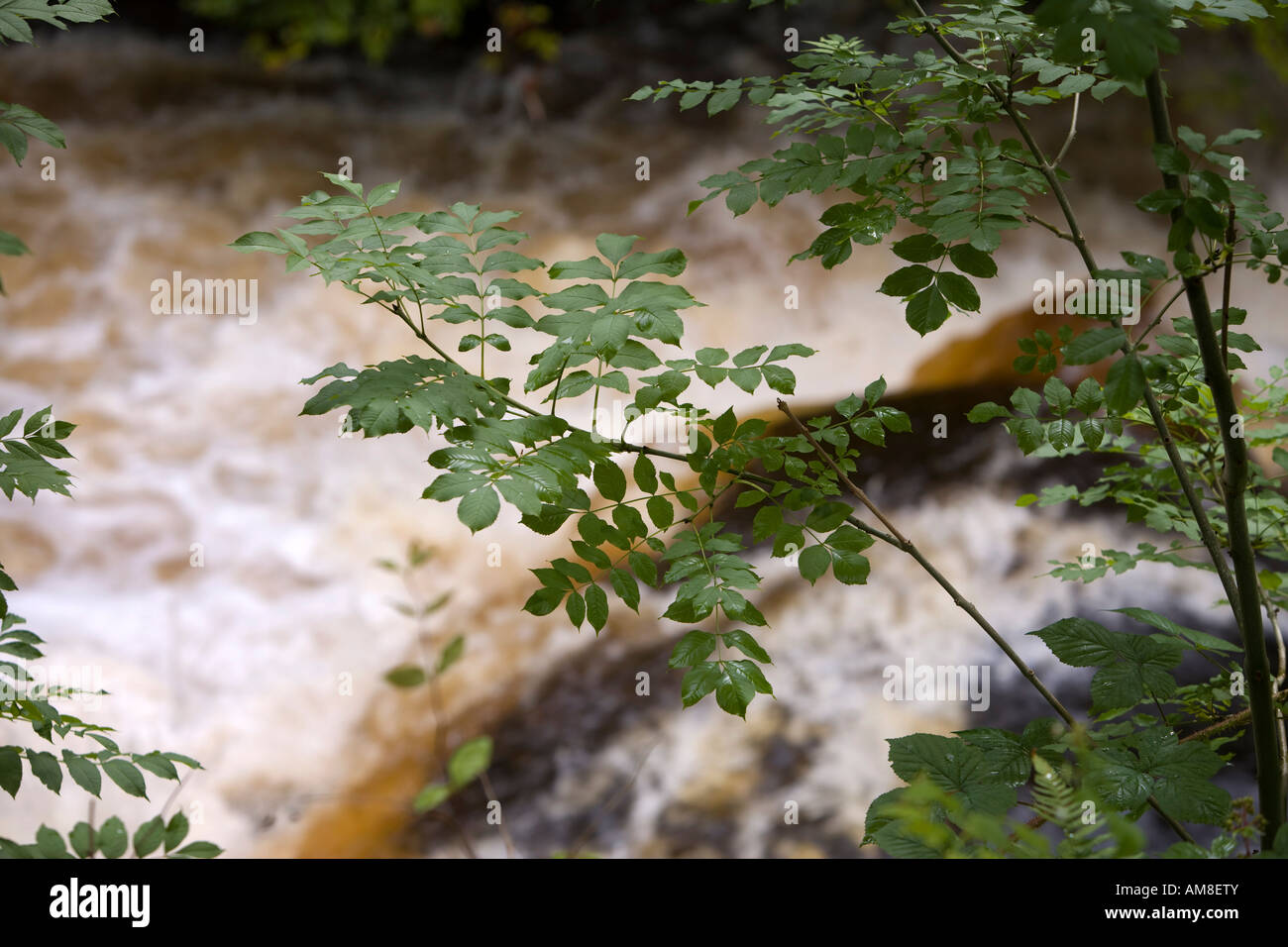 Close-Up di cenere Le foglie sopra la cascata, Perthshire, Scotland, Regno Unito Foto Stock