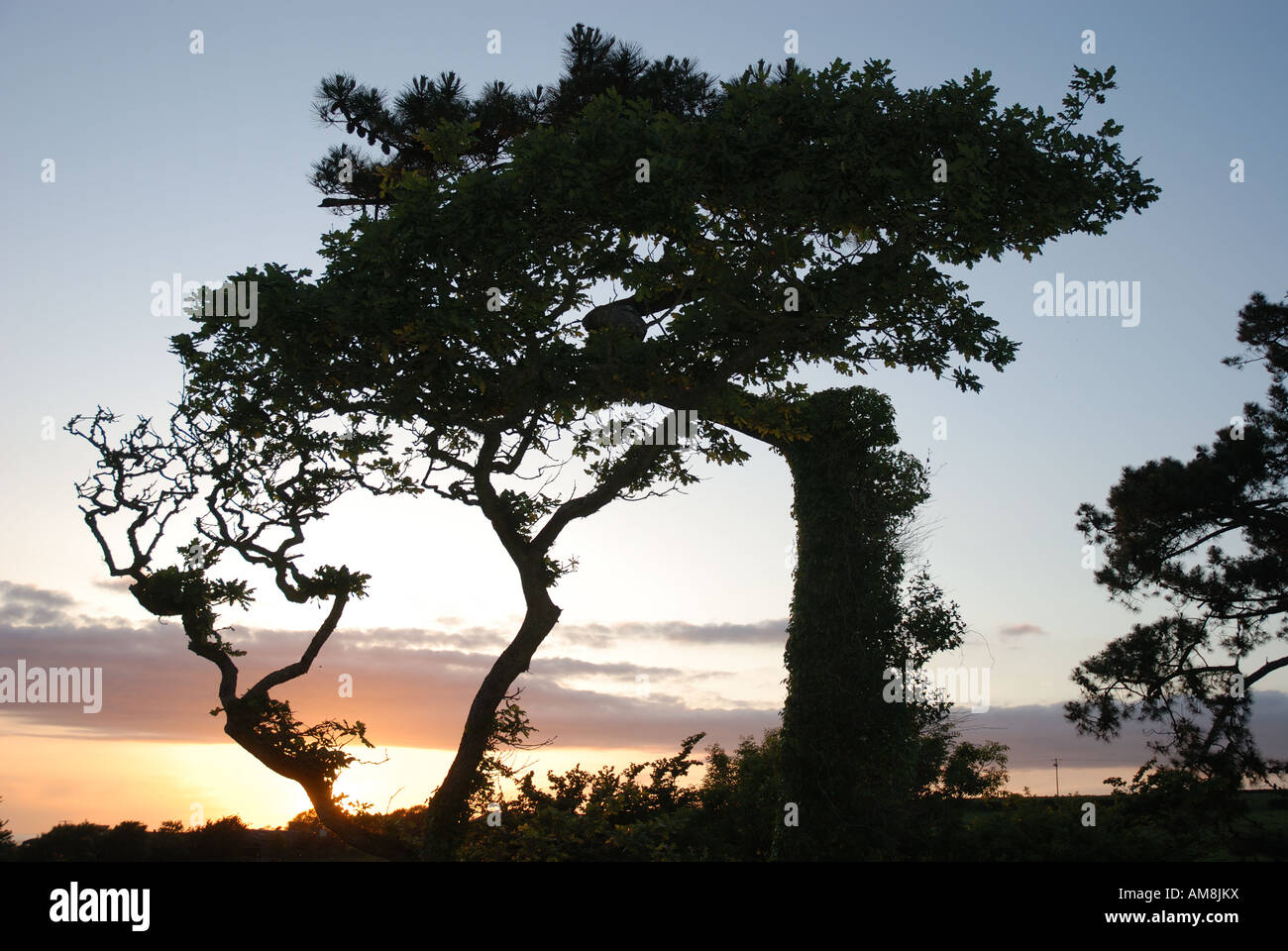 Cornish tramonto cielo d'oro dietro la silhouette di alberi spazzate dal vento Foto Stock