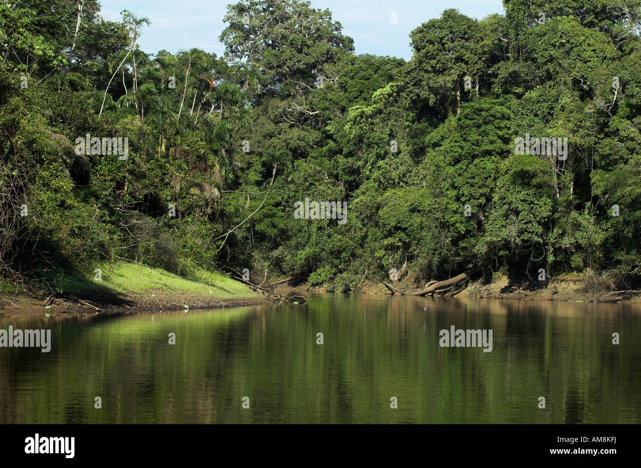 Rio Tigre River edge di giungla foresta pluviale primaria Iquitos Perù Foto Stock