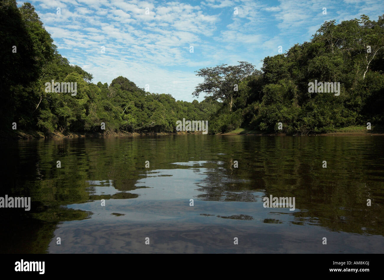 Rio Tigre River edge di giungla foresta pluviale primaria Iquitos Perù Foto Stock