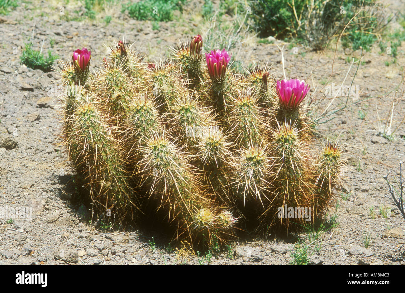 Porcospino o Claret cup cactus Foto Stock