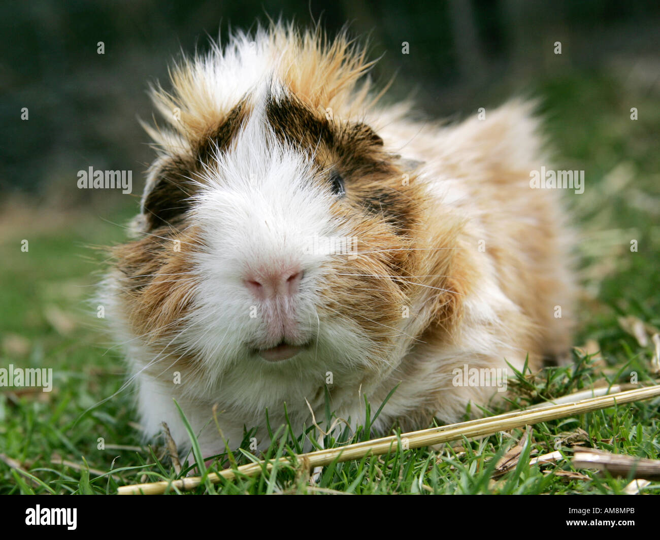 Un ritratto di un porcellino d'India sull'erba. Foto Stock