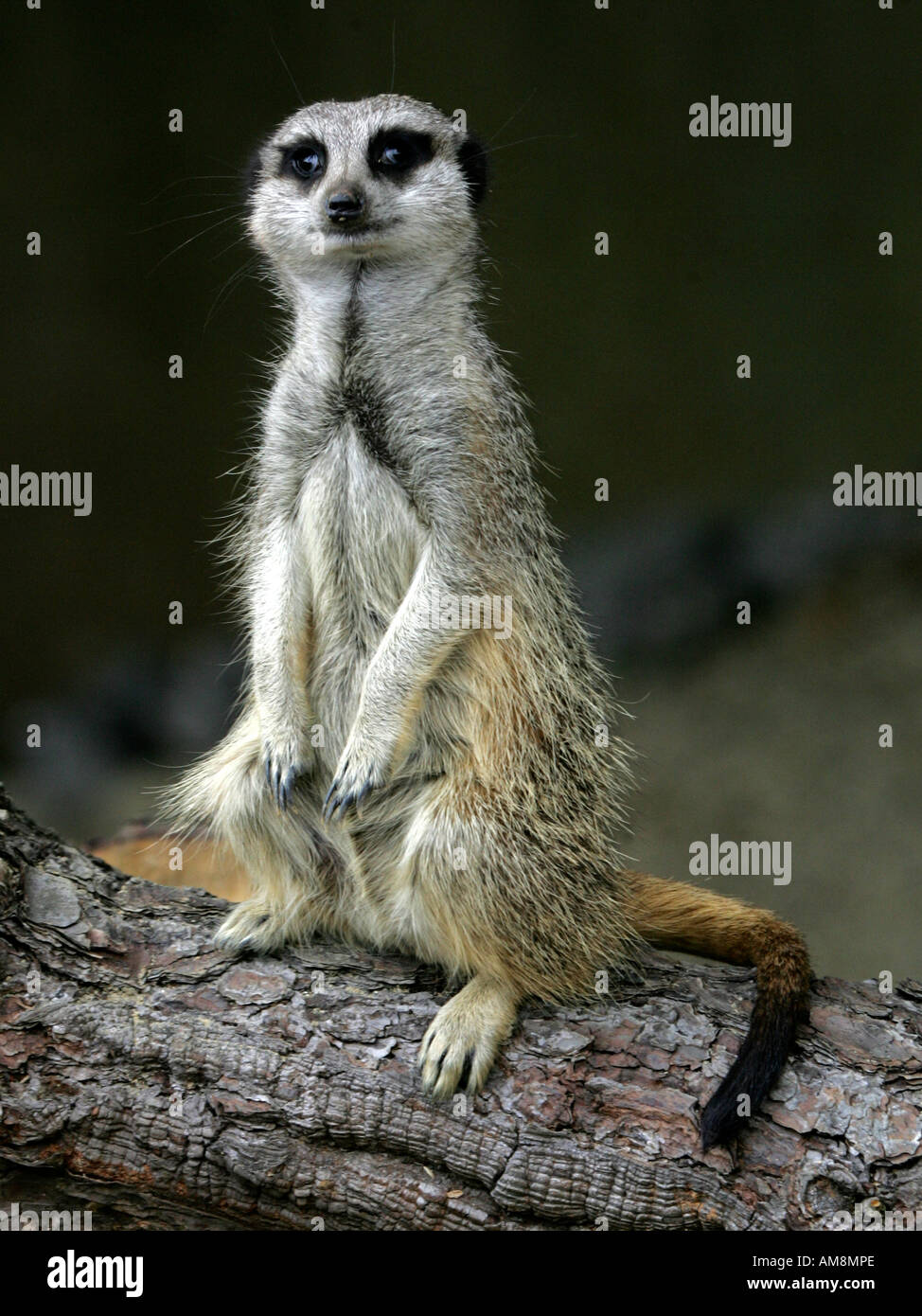 Seduta di Meercat Foto Stock