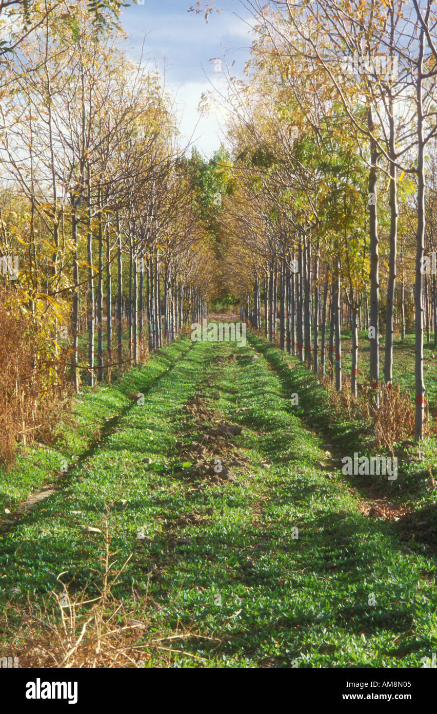 Avenue di giovani piantati tress Foto Stock
