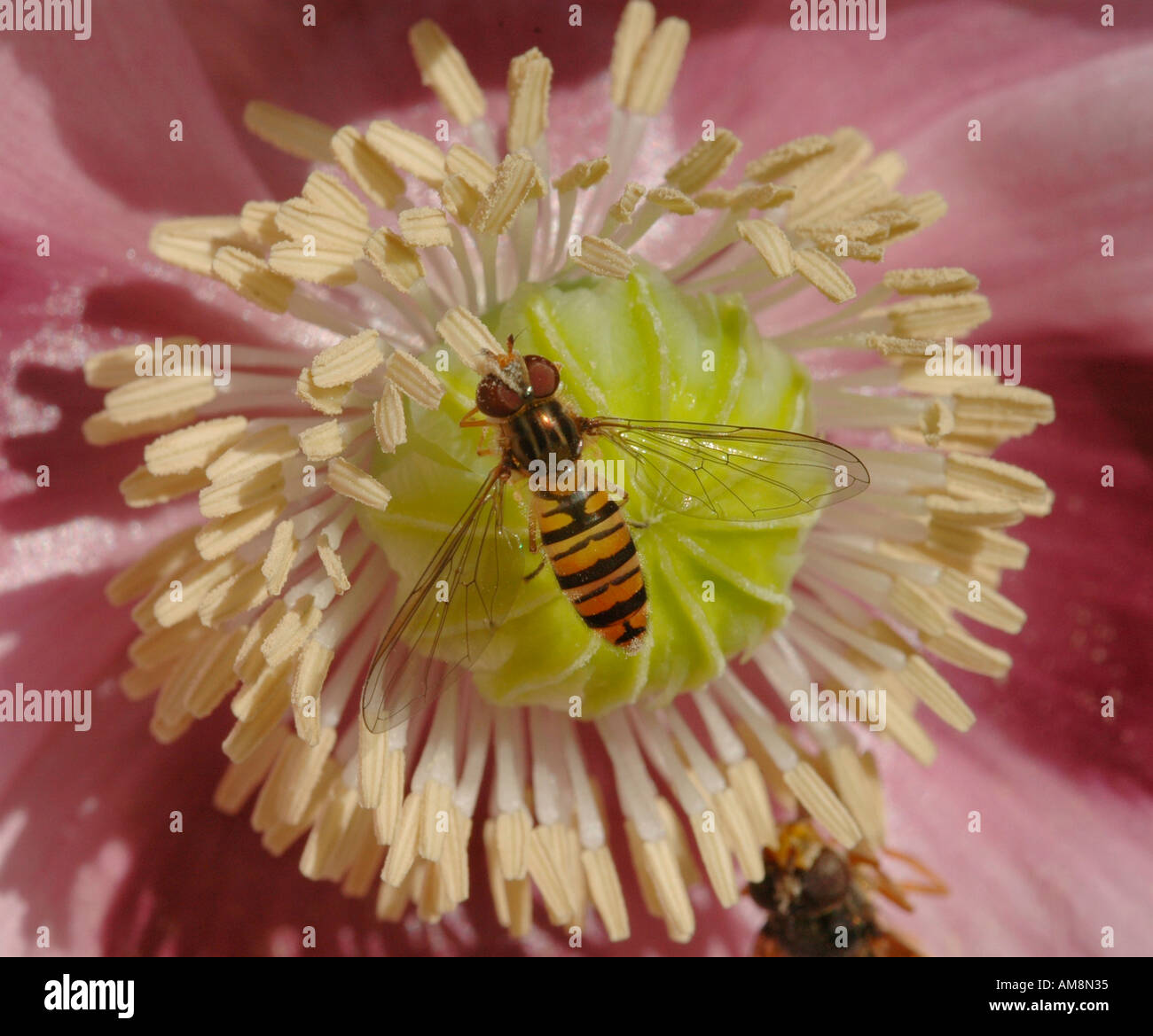 Alimentazione Hoverfly sull'antera di un rosa coltivazione di papavero da oppio Foto Stock
