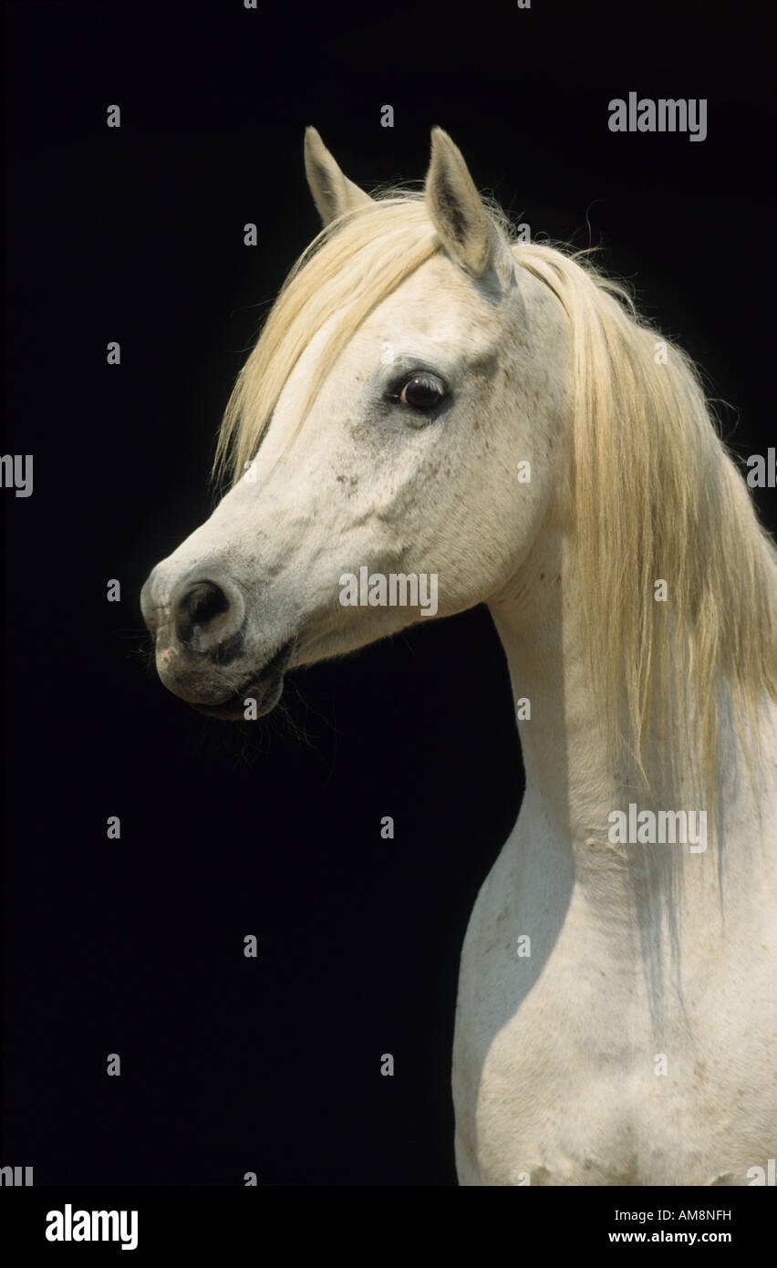Arabian Horse (Equus caballus), ritratto di mare Foto Stock