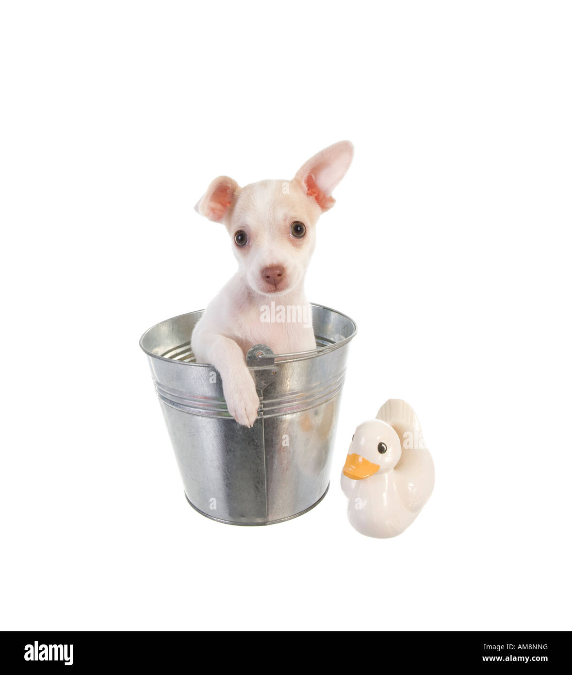 Carino Chihuahua cucciolo prendere un bagno in un secchio con anatra bianco isolato su sfondo bianco Foto Stock