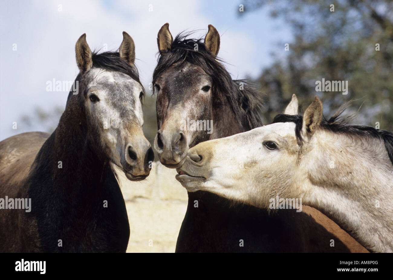 Cavallo andaluso (Equus caballus), tre giovani stalloni sniffing in corrispondenza di ciascun altro Foto Stock