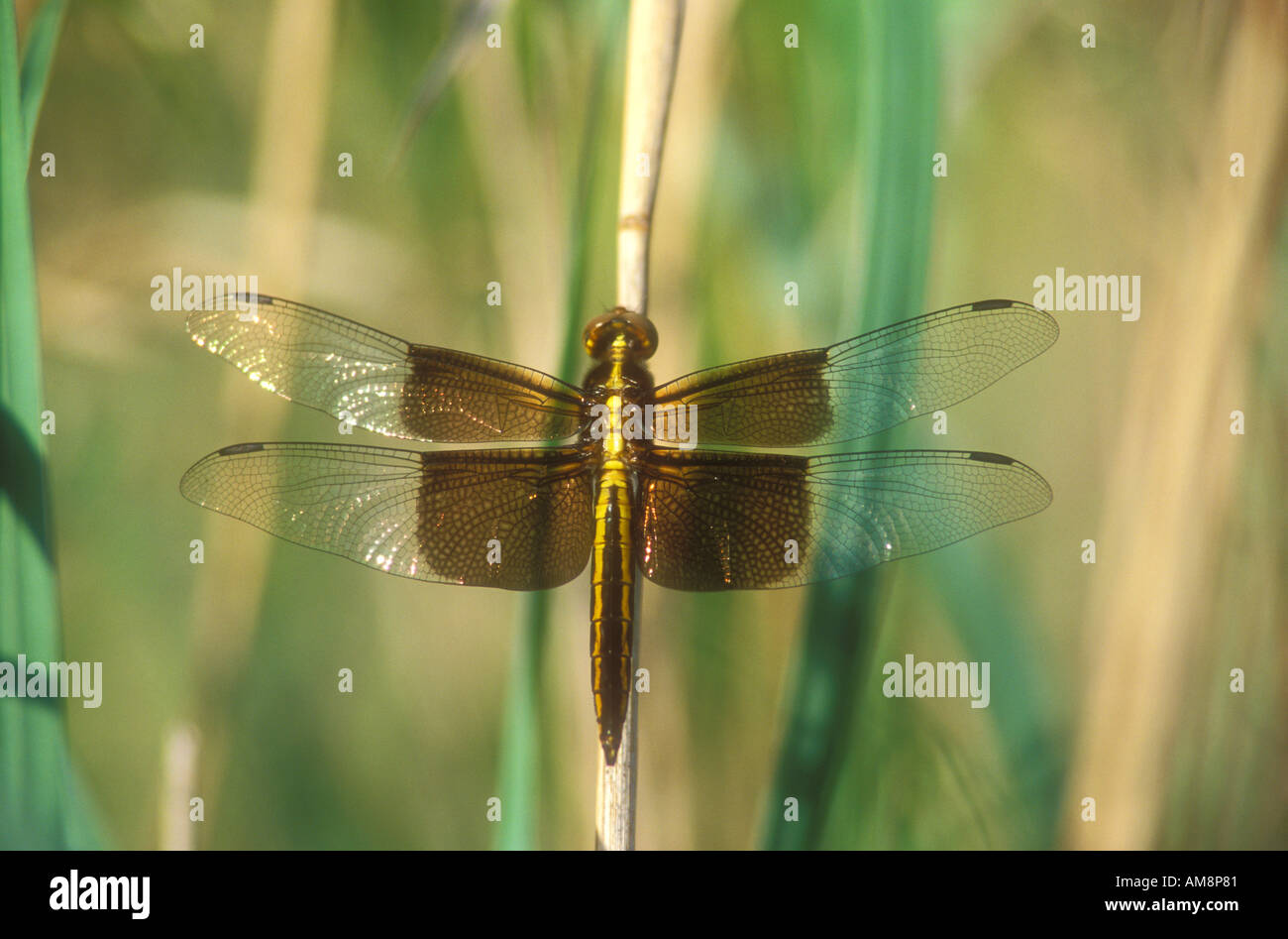 Vedova Skimmer dragonfly un ritratto classico Foto Stock