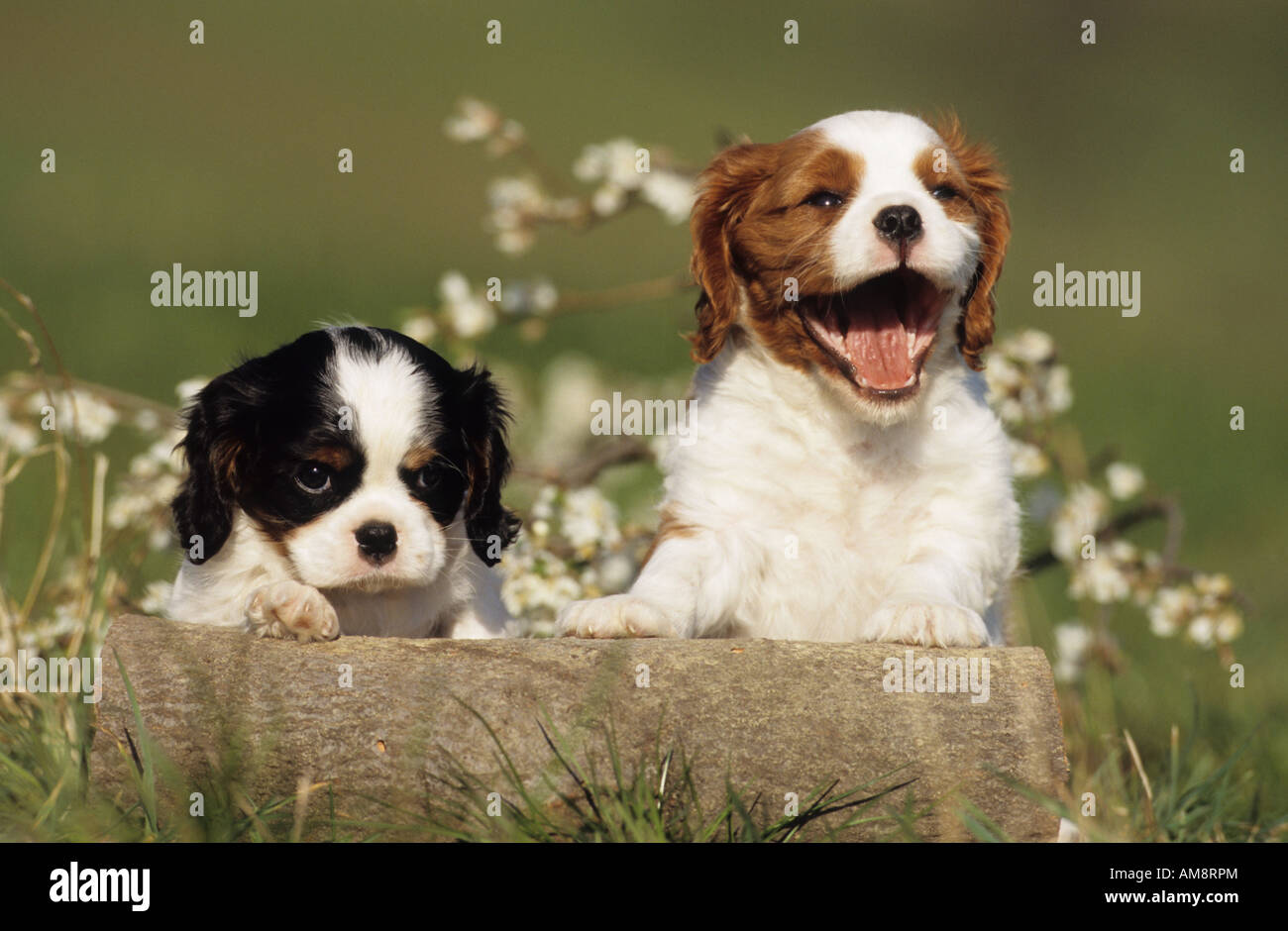 Cavalier King Charles Spaniel (Canis lupus familiaris), due cuccioli seduto tra i rametti fioriti Foto Stock