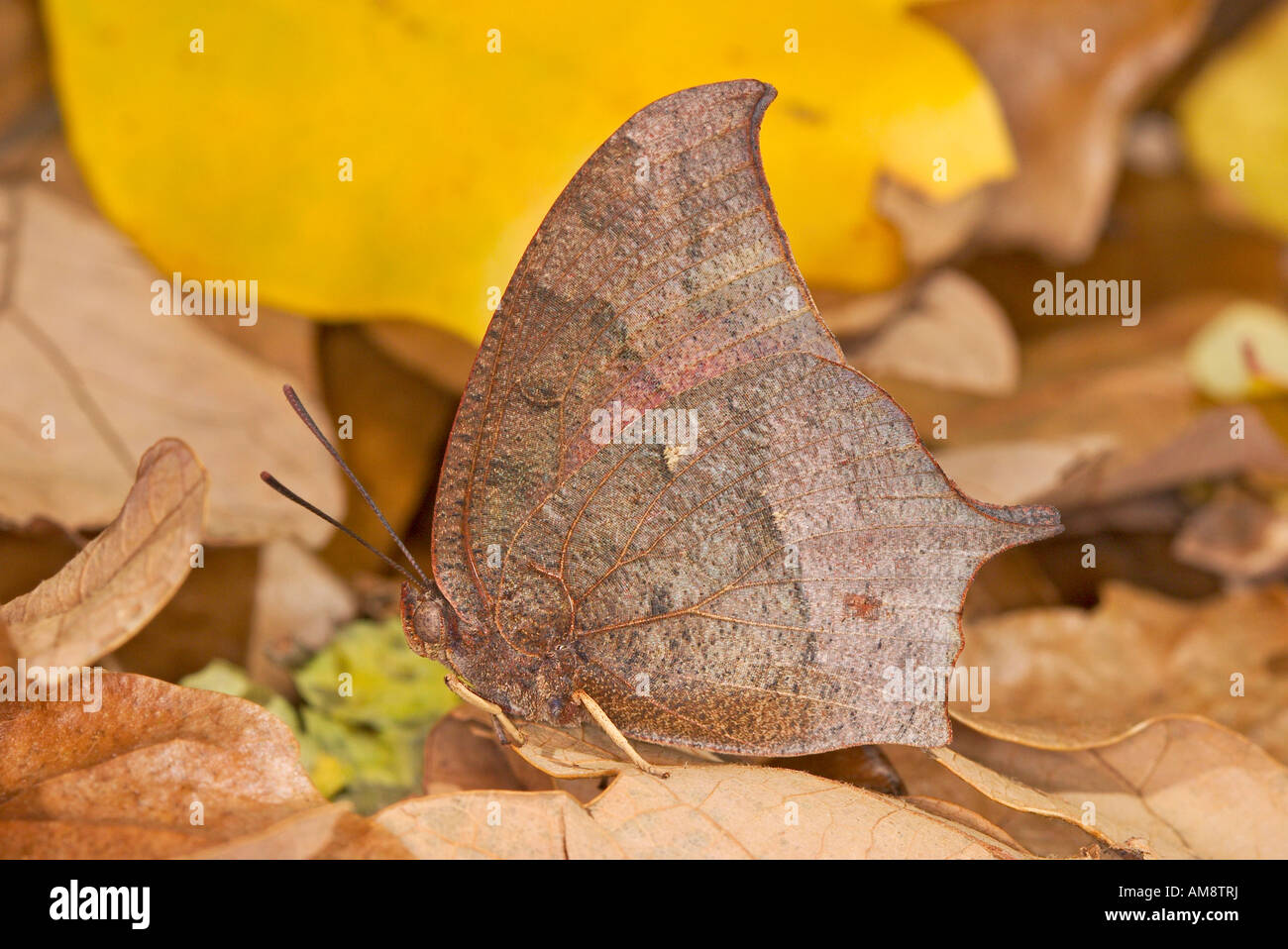 Goatweed Leafwing Anaea andria Aurora Missouri Stati Uniti 22 ottobre 2003 maschio Nymphalidae Charaxinae Foto Stock