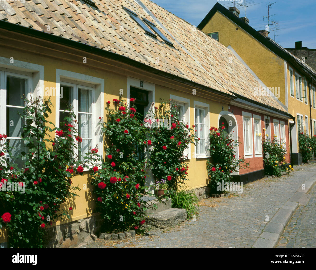 Cottage con rose, su Adelgatan, Lund, Skåne, Svezia. Foto Stock