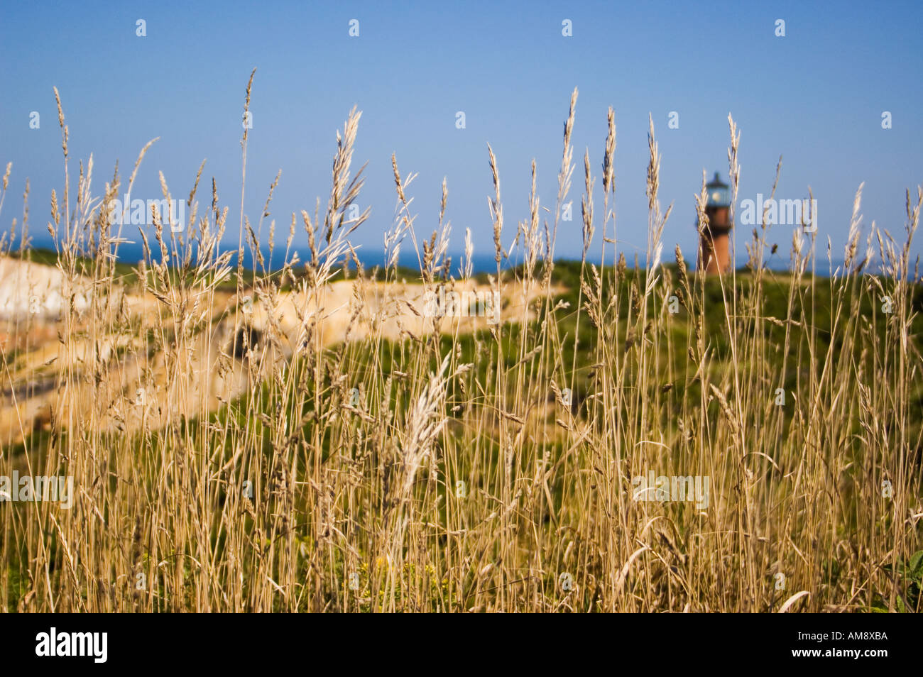 Faro di Gay head Beach Martha s Vineyard Massachusetts graminacee selvatiche in primo piano Foto Stock