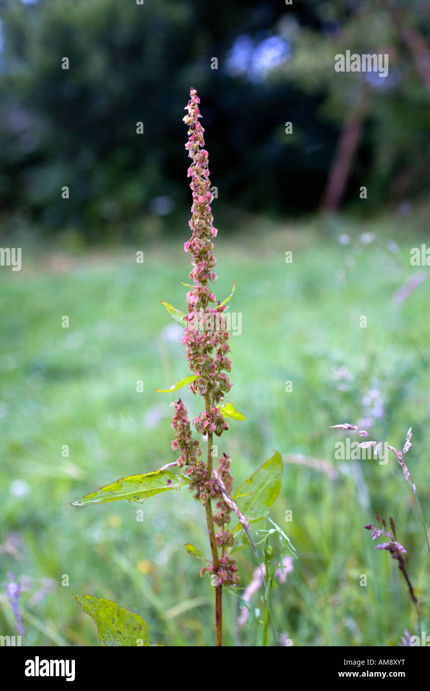 Ampia lasciava dock Rumex obtusifolius flower spike Foto Stock
