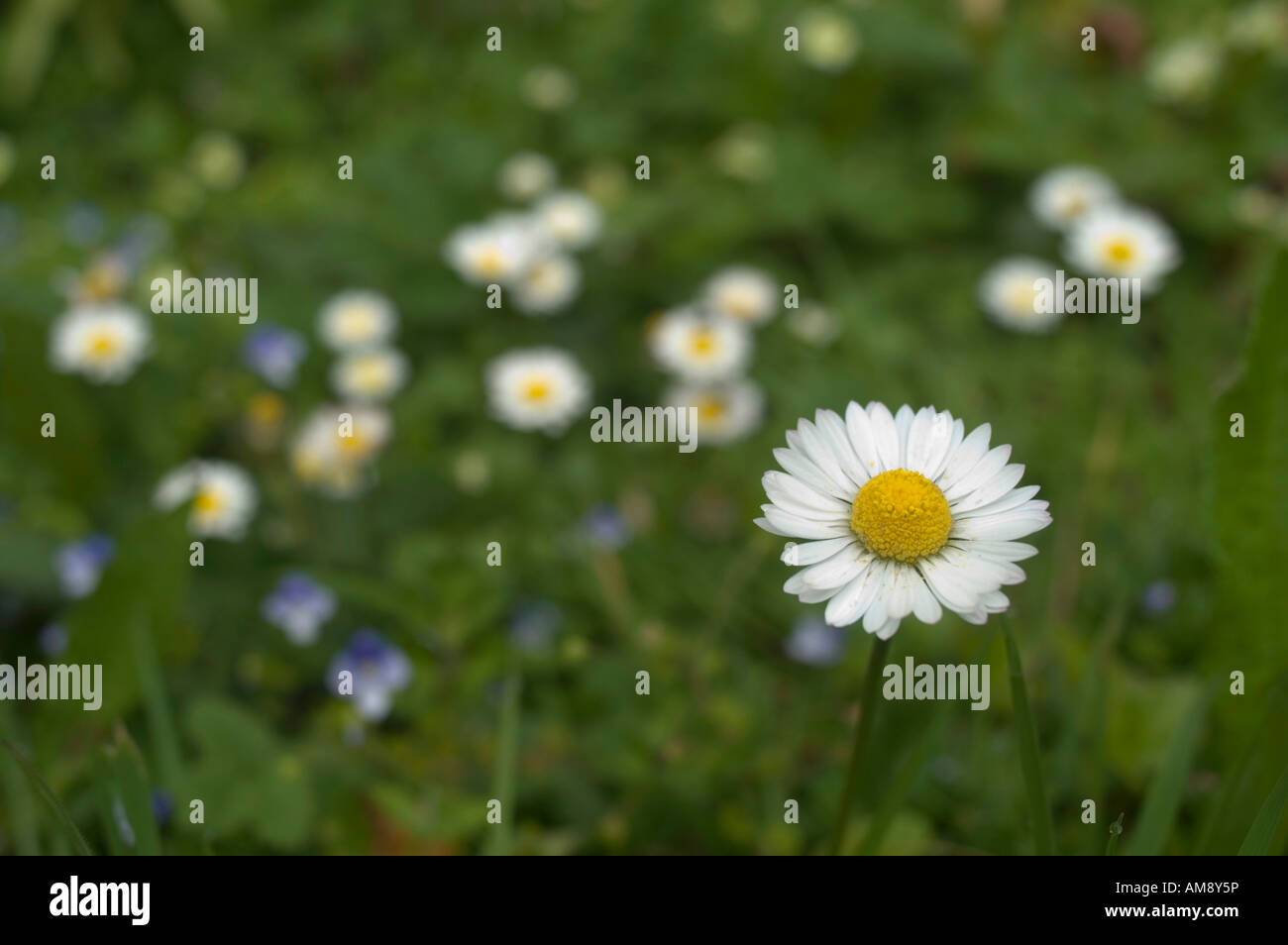 Daisy Bellis perennis Foto Stock