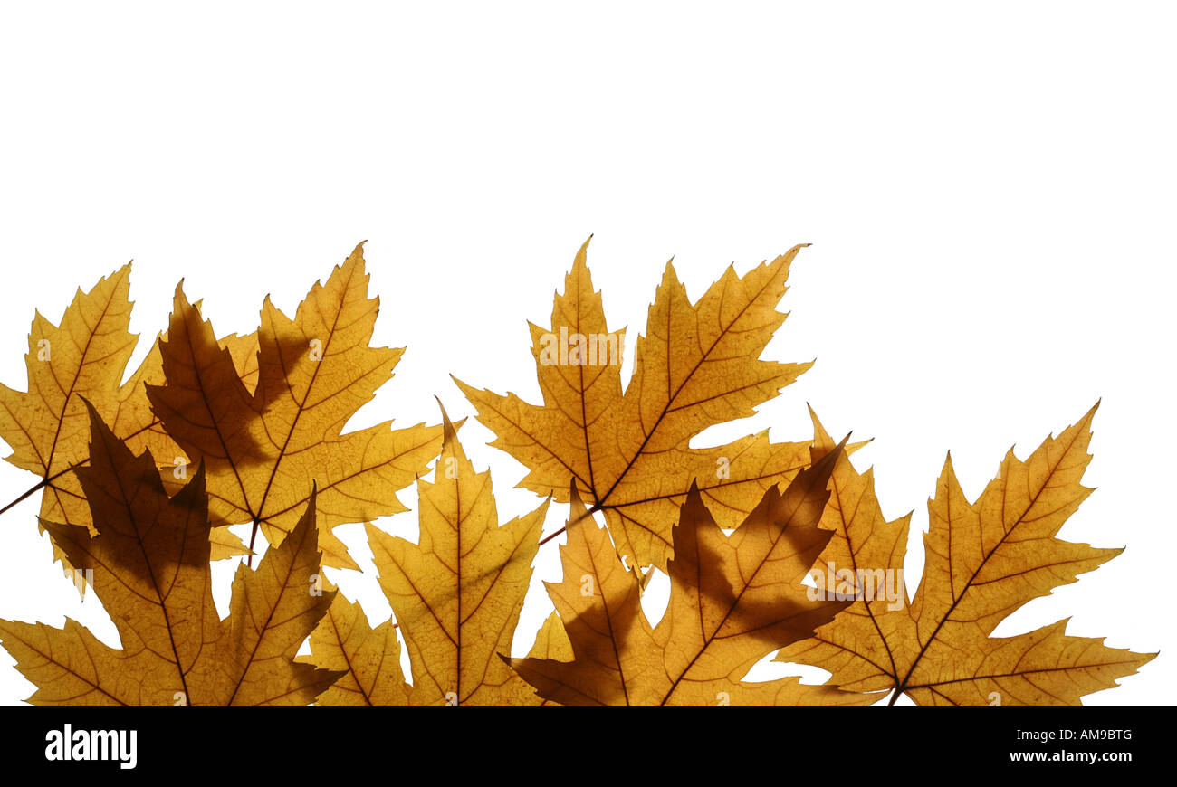 Il giallo delle foglie di acero in argento (Acer saccharinum) isolato su bianco Foto Stock