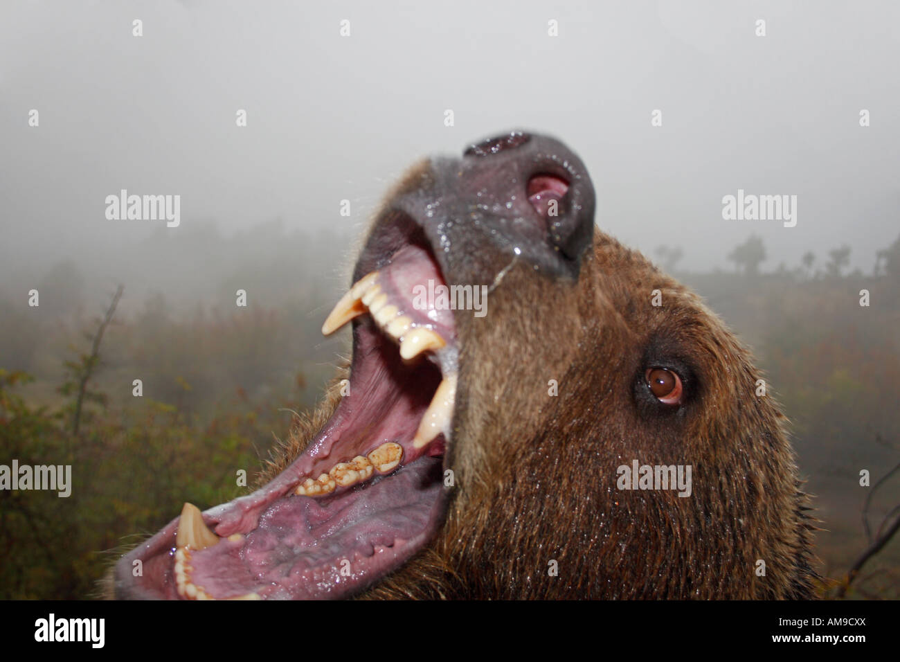 Orso bruno attaccando Foto Stock