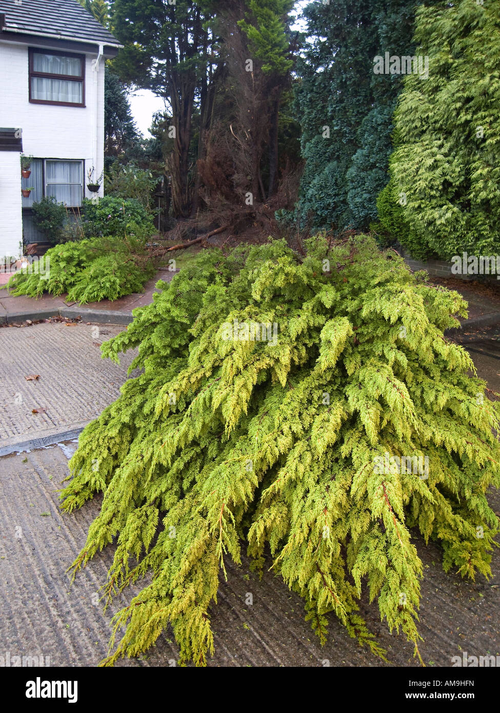 Albero caduto restrittivamente casa mancante Foto Stock