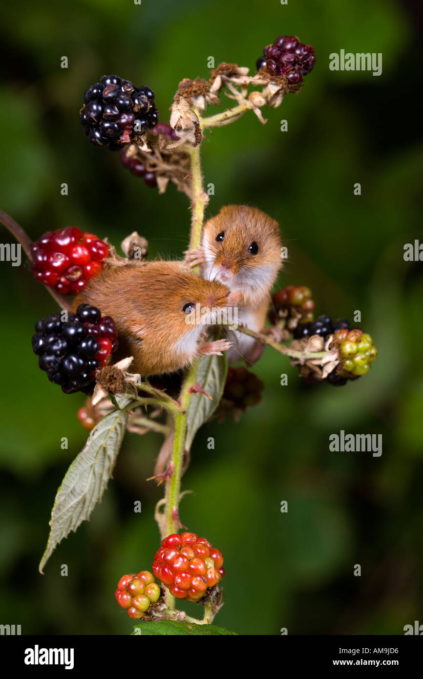 Harvest mouse Micromys minutus due topi su rovo interagire gli uni con gli altri utilizzando le loro code prensili per appendere su potton Foto Stock