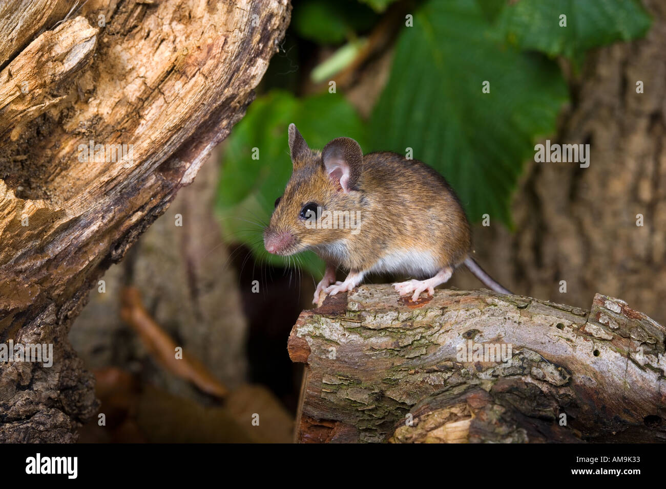 Wood Mouse Apodemus sylvaticus seduti sul moncone cercando alert potton bedfordshire Foto Stock