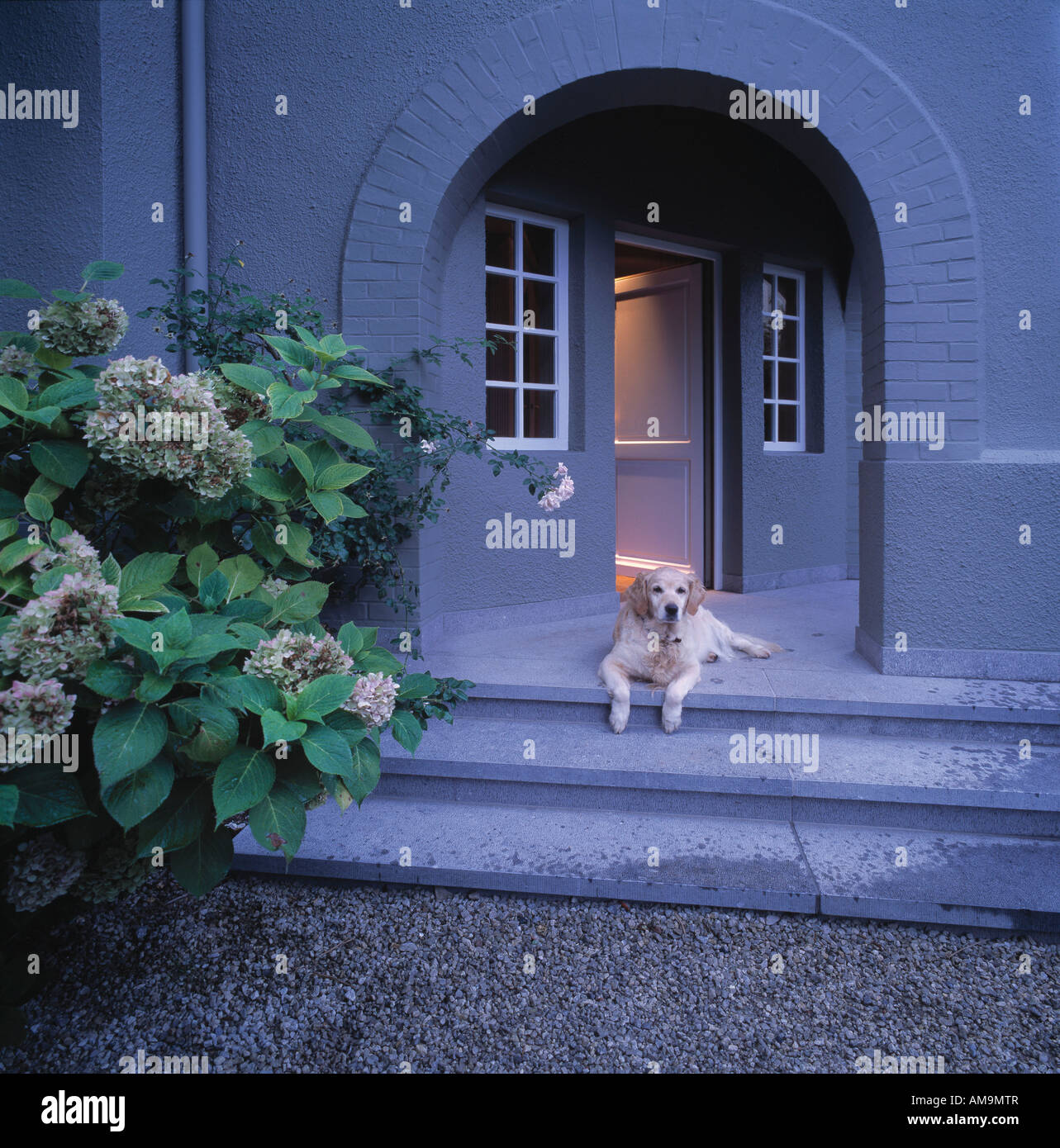 Cane giacente sulla parte anteriore portico di casa. Foto Stock