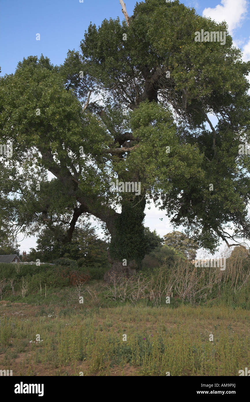Nativo di inglese nero pioppo Populus nigra, Butley, Suffolk, Inghilterra Foto Stock