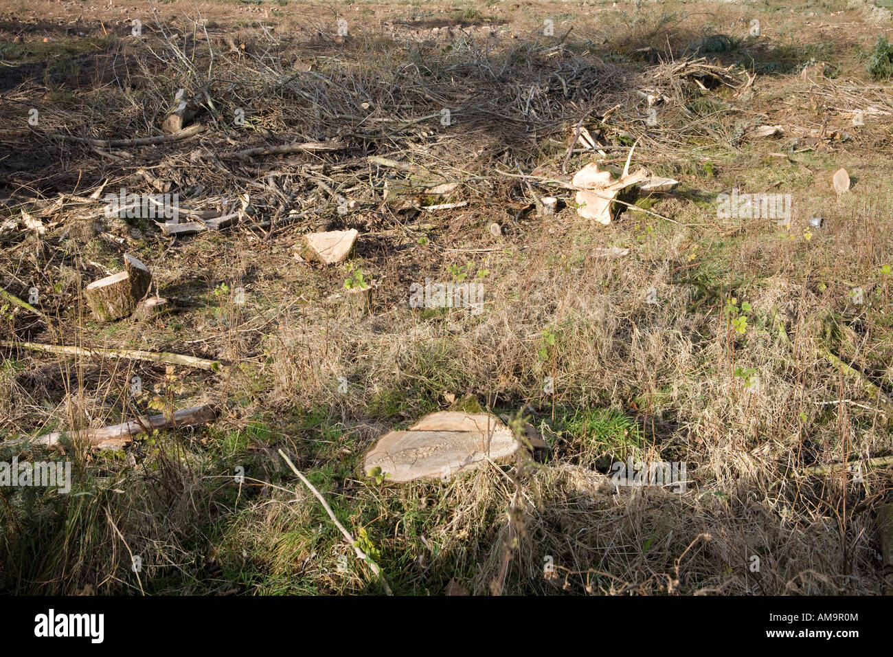 Terra Foresta dopo che è stato abbattuto, Cumbria Foto Stock