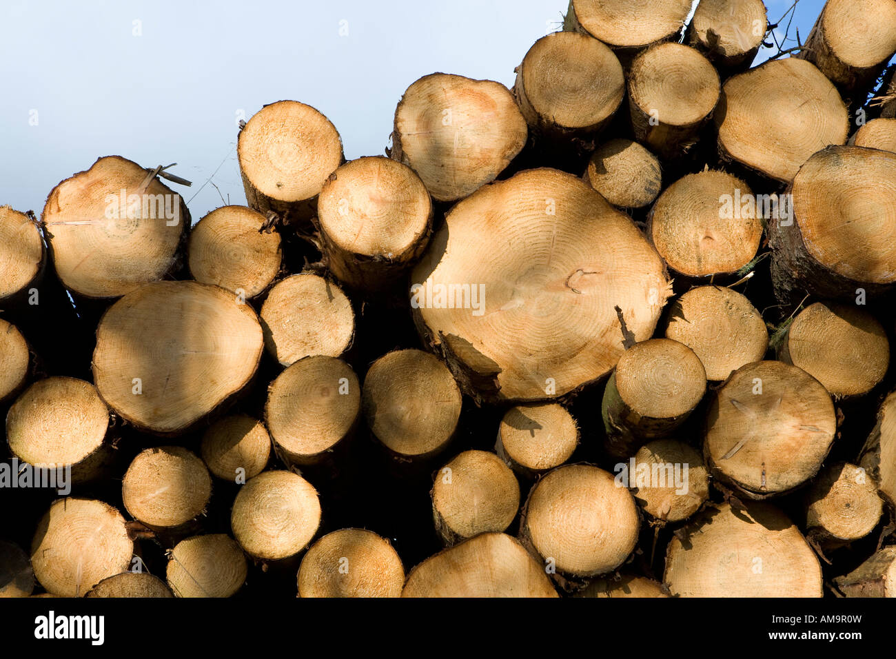 Pila di recente il taglio di alberi in campo aperto Cumbria Foto Stock