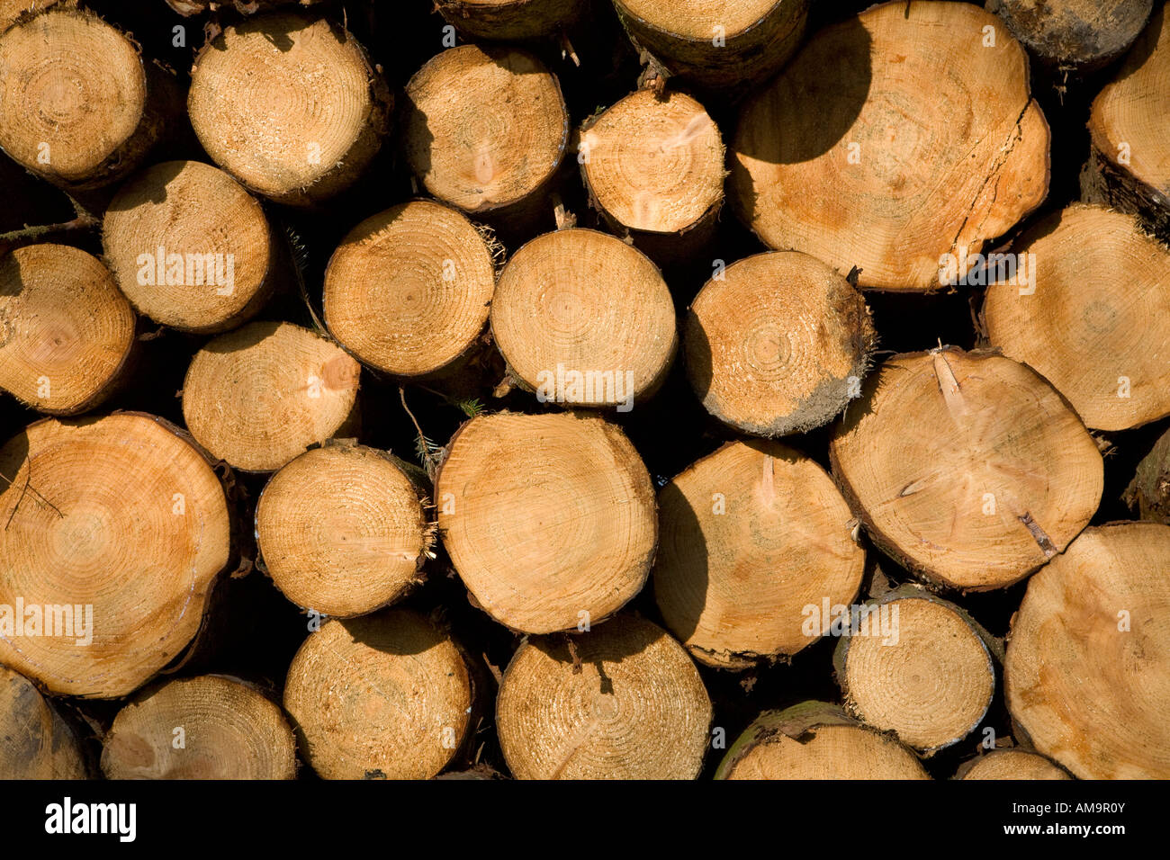 Close up della pila di recente il taglio di alberi in campo aperto Cumbria Foto Stock