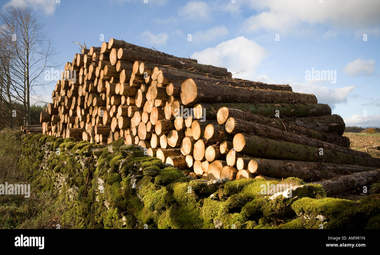 Pila di recente il taglio di alberi in campo aperto Cumbria Foto Stock