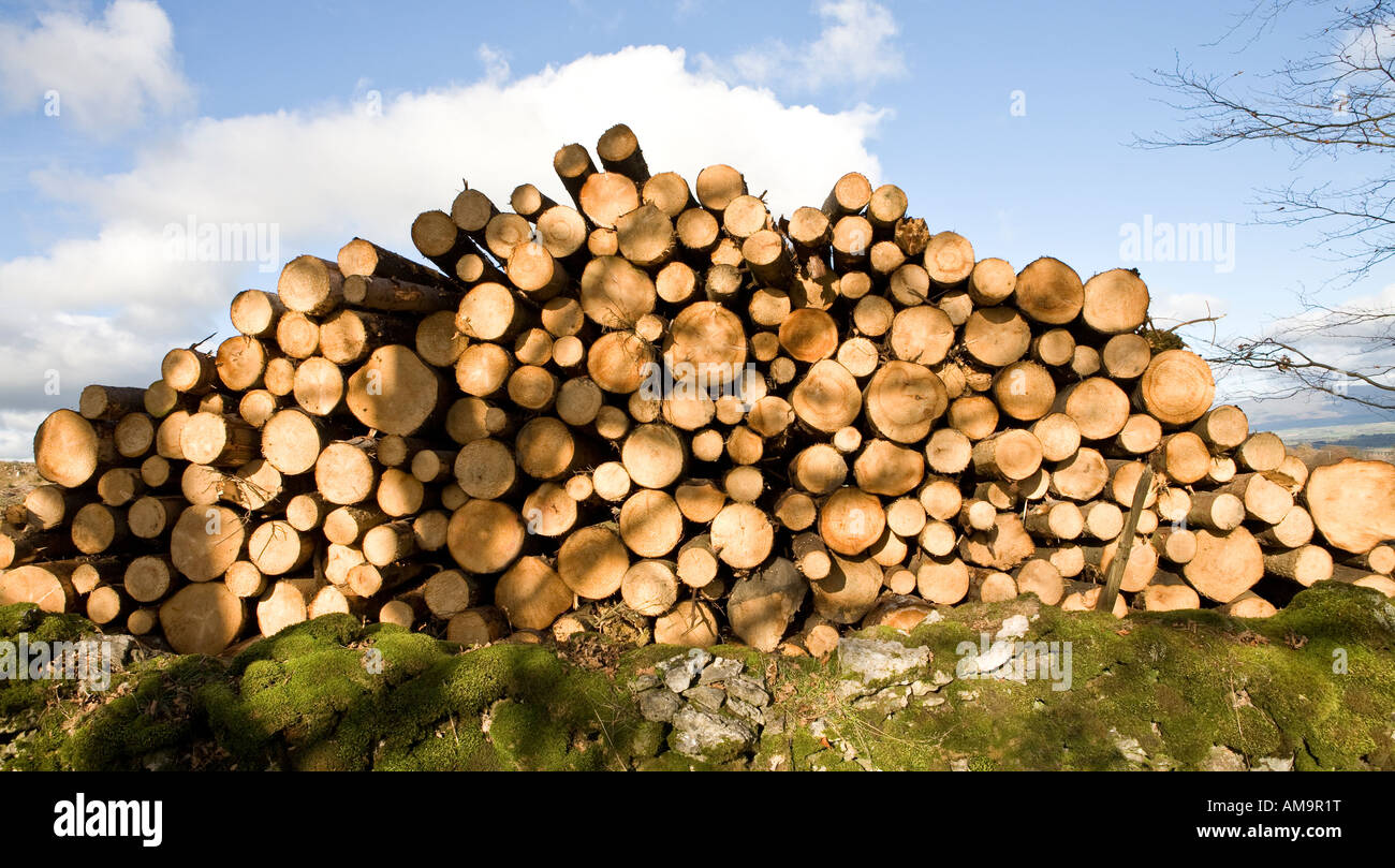 Pila di recente il taglio di alberi in campo aperto Cumbria Foto Stock