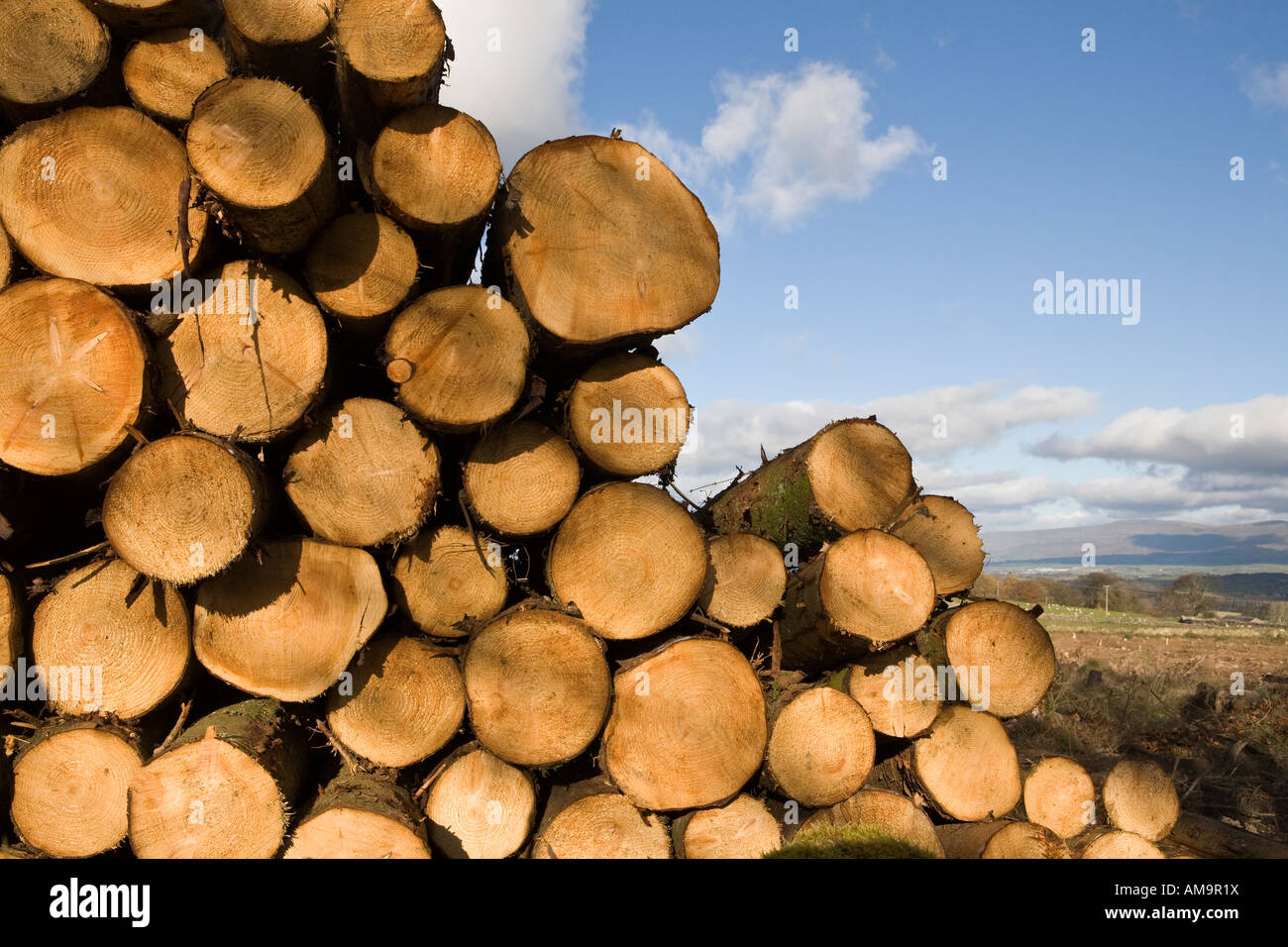 Pila di recente il taglio di alberi in campo aperto Cumbria Foto Stock